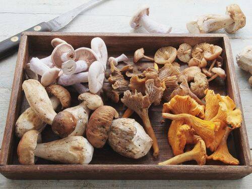 Korzyści wynikające z jedzenia grzybów